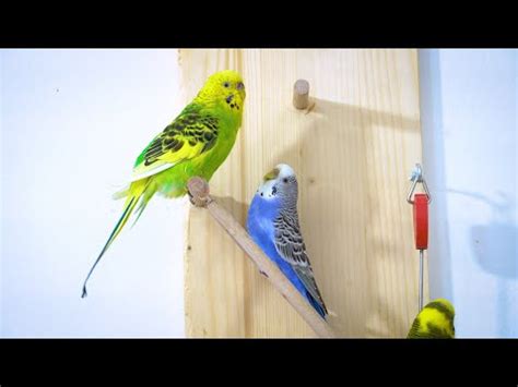 Budgie Sounds To Make Them Sing Budgie Happy Sounds YouTube
