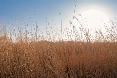 Reed Grasses Meadow Free Photo On Pixabay Pixabay