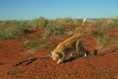 Photo Of Large Feral Cat With Sand Goanna In Its Jaws Captured By