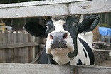 'Atypical' Mad Cow Case Identified in Alabama | Live Science