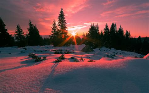 Download Sunset Snow Tree Forest Nature Winter Hd Wallpaper