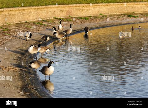 Canada Geese At Walthamstow Wetlands London England United Kingdom