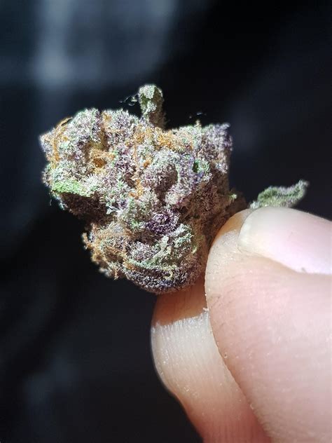 Purple Nug From A Cherry Pie Strain Weed