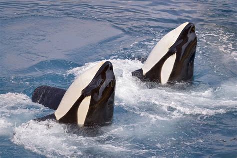 Two Killer Whales Jumping Out Of Water Stock Image Image Of Leap