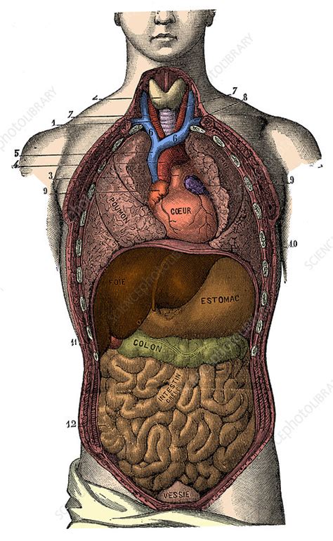 Dissection Of The Thorax And Abdomen Stock Image C012 4102