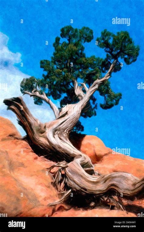 Painting Of A Twisted Pine Tree That Clings To Red Sandstone And
