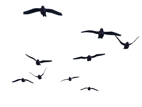 Collection Of Bird In Flight Png Hd Pluspng
