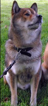 ɕiba inɯ) is a breed of hunting dog from japan. Album - SHIBA-INU-SESAME-NOIR - LE BLOG DU SHIBA INU ET ...