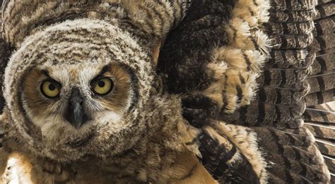 A Juvenile Owl Presents A Threat Display Smithsonian Photo Contest