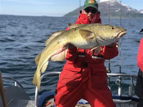 Cod (marine fish of the family gadidae). Rotsund-Seafishing-Dorsche | Angeln in Norwegen