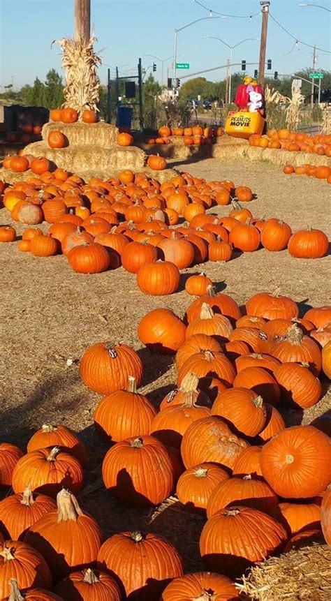 These 11 Charming Pumpkin Patches In Arizona Are Picture Perfect For A