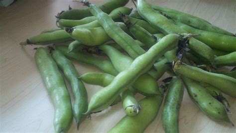 Vicia faba, also known in the culinary sense as the broad bean, fava bean, or faba bean, is a species of flowering plant in the pea and bean family fabaceae.it is widely cultivated as a crop for human consumption, and also as a cover crop. Roasted Fava Beans | The Greek Vegan