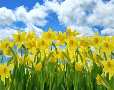 A Field Of Yellow Daffodil Flowers Stock Image Colourbox