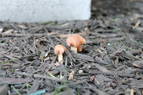 Can Anyone Id These Virginia Usa Mushrooms See Pics Mushroom