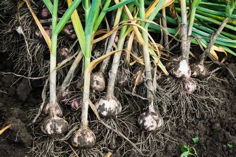 Sie möchten knoblauch ernten, wenn die zwiebeln groß und ausgereift sind und bevor sie sich teilen und verrotten. Knoblauch ernten & lagern: Unsere Tipps - Plantura