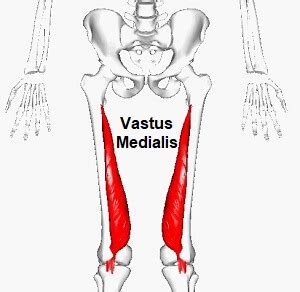 Vastus Medialis Muscle Origin Insertion Function Exercises