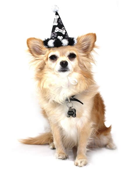 Rubie's viking hat with braids for dogs rubie's pet sombrero hat for pets is the perfect answer to your dog's next halloween or party. 8 Best Images of Printable Party Hats For Dogs - Happy ...