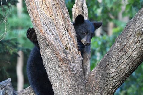 black bear cub at rappahannock river national wildlife ref… flickr