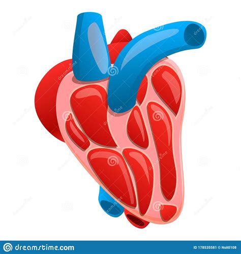 Section Human Heart Icon Cartoon Style Stock Vector Illustration Of Healthy Anatomical