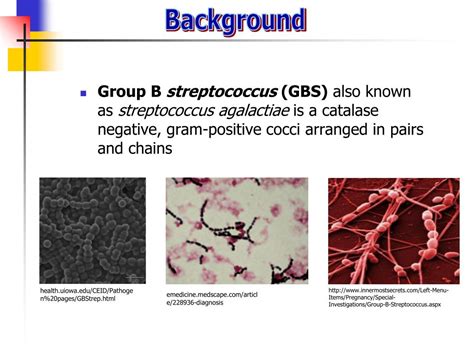 Ppt Detection Of Group B Streptococcus By Smartcycler Powerpoint Presentation Id 3272299