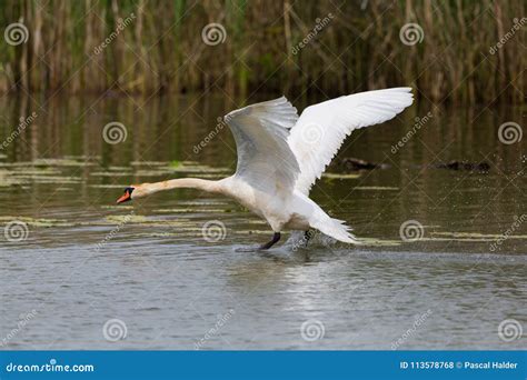 Mute Swan Cygnus Olor Starting From Water Surface Spread Wing Stock
