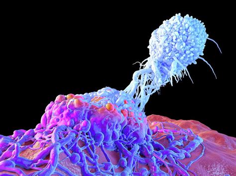 T Cell Attacking Cancer Cell Photograph By Maurizio De Angelisscience