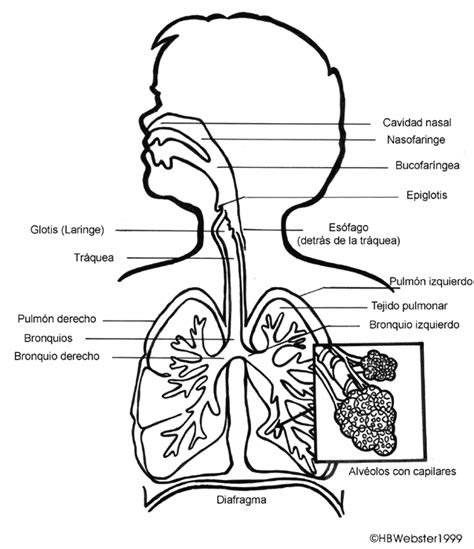 Tus Imagenes Sistema Respiratorio