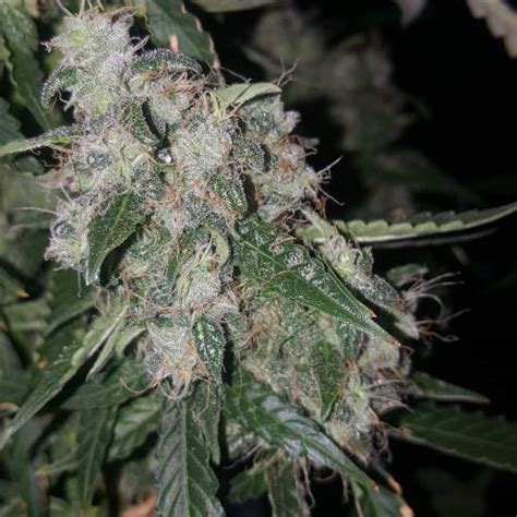 Dinafem White Widow Autoflowering Grow Diary Journal Week11 By