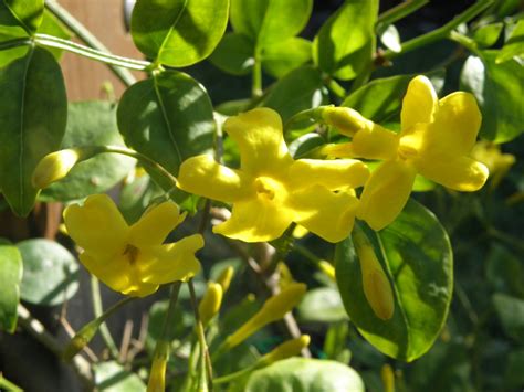 Check spelling or type a new query. Jazmín de San José :: Imágenes y fotos