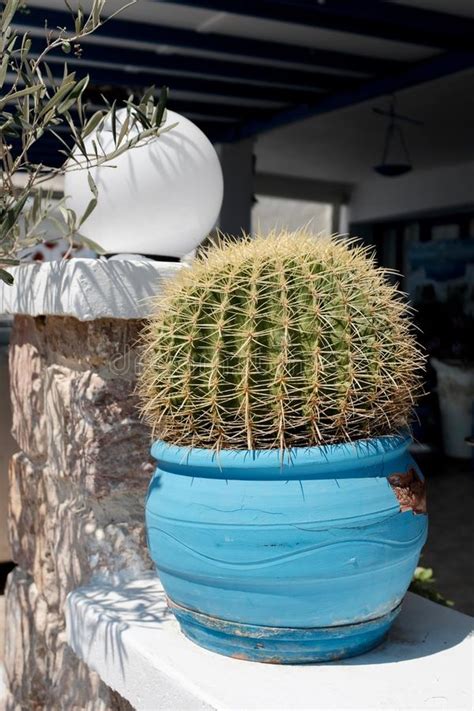 Green and orange cactus art, cactaceae thorns, spines, and prickles, cactus, cactus, watercolor cactus png. Potted Globe Cactus Over White Background Stock Image ...