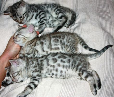 Adopt a rescue cat through petcurious. Bengal Cat Breeders Indiana - Baby Bengal Kitten