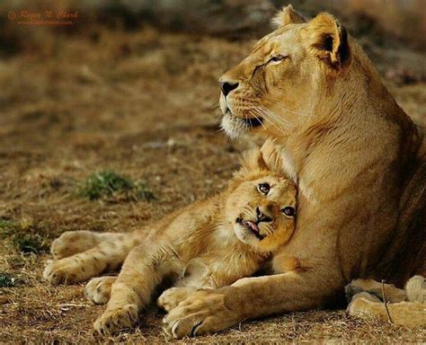 Lions Mother And Child So Sweet The Animals Pinterest