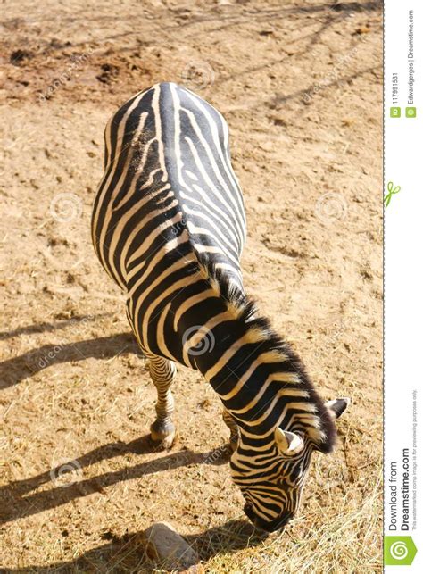 Larger than the mountain zebra, and smaller than the. Where Zebra Live / Plains Zebra Facts Common Zebras Equus Quagga / Learn about these distinctive ...