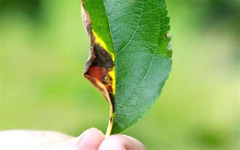 Red Spots On Apple Tree Leaves