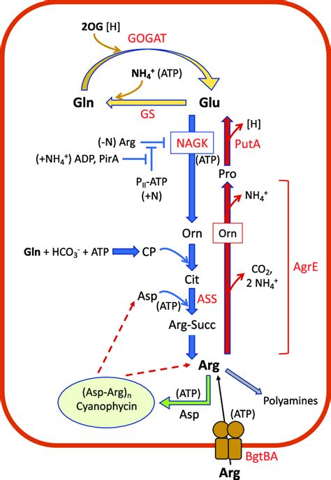 Schematic Of Arginine Metabolism And Some Adjacent Pathways In Download Scientific Diagram