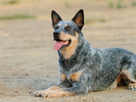 Blue Heeler A Complete Guide To The Australian Cattle Dog The Goody Pet