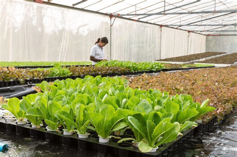 Growing Lettuce Indoors In 3 Ways For A Fresh Winter Harvest