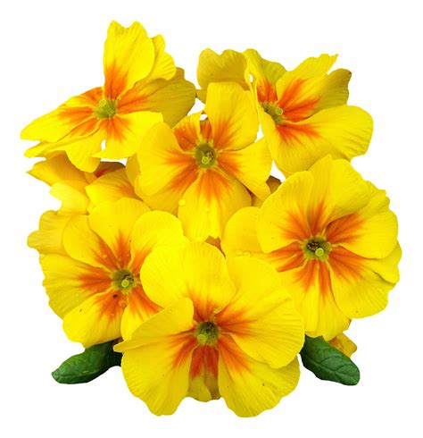 Just import your png image in the editor on the left and you will. Primrose Flower PNG Image - PurePNG | Free transparent CC0 ...