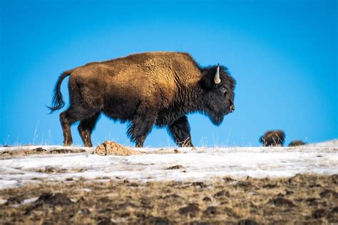 wild bison yellowstone national park winter wildlife sony a7r4 montana fine art landscape nature
