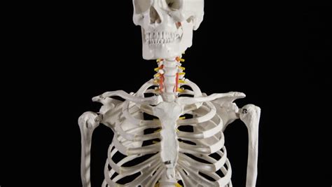 Anatomical Skeleton Isolated Model Stock Footage Video