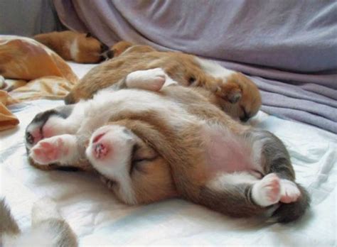 27 Welsh Corgis Sleeping In Totally Ridiculous Positions The Paws