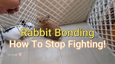 Rabbit Bonding How To Bond Three Rabbits And Stop Rabbits From