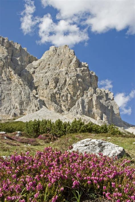 Blooming Heather Spring In The Dolomites Stock Image Image Of