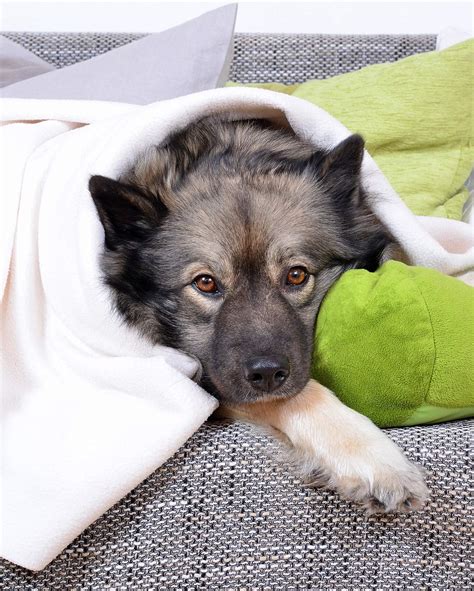 First of all, they have a tendency to show up in the gums nearby the canine teeth, however, they can as seen, there are several types of tumors in dogs and they can be benign or malignant. How To Make A Dog Vomit In An Emergency | Happy Puppy Site