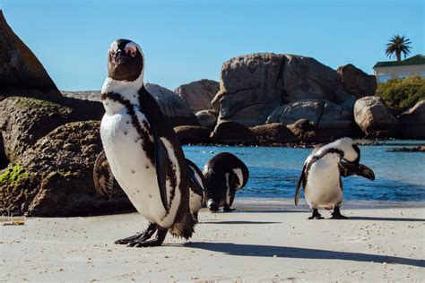 Visiting The Penguins At Boulders Beach South Africa A Little Off Track