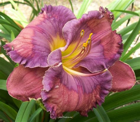 Photo Of The Bloom Of Daylily Hemerocallis Captain Blue Posted By