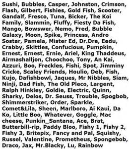 Top 100 Betta Fish Names To Consider