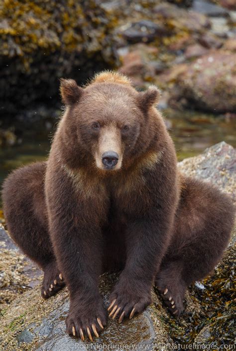 Grizzly Bear Tongass National Forest Alaska Ron