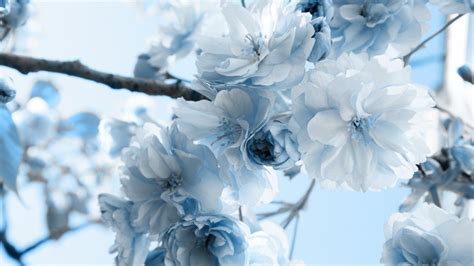 Pin By Анастасия Гулиджанян On Simply Beautiful Blue Flower Wallpaper