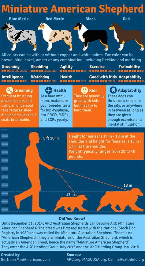 Mini Australian Shepherd Growth Chart
